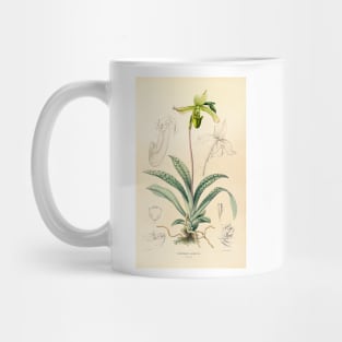 Paphiopedilum javanicum - Botanical Illustration Mug